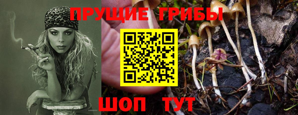 Псилоцибиновые грибы мицелий Серпухов